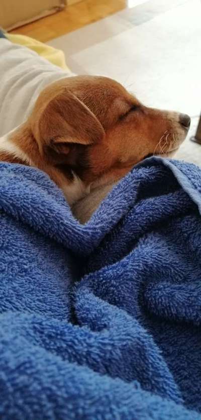 Welpen Bilder !-Beitrag-Bild