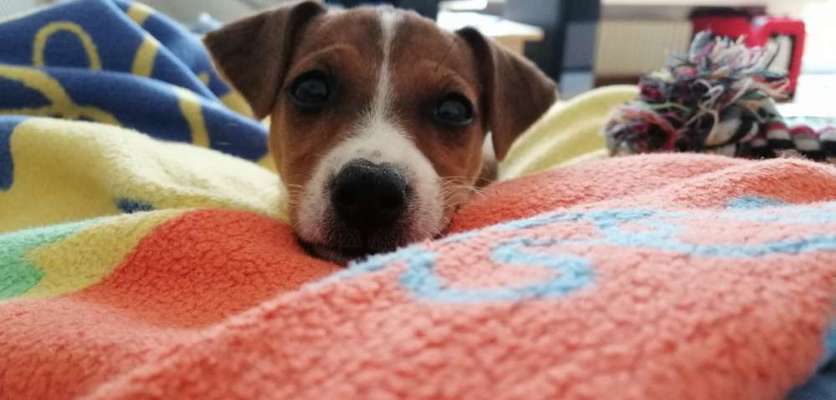 Zeigt her eure Hundenasen-Beitrag-Bild