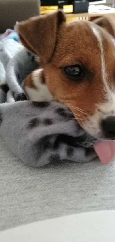 Hunde Memes-Beitrag-Bild