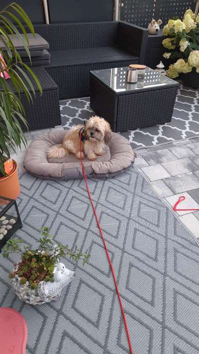 Hundetreffen-Kleiner Hunde-Bild