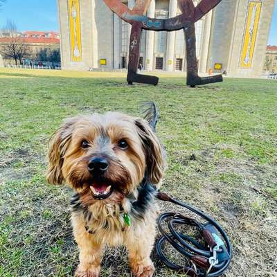 Hundetreffen-Playdates and walks with Otto-Bild