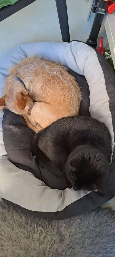 Hundebilder-Beitrag-Bild