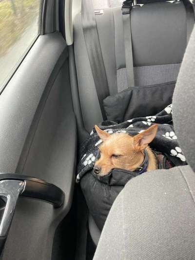 Wie kamst du zu deinem Hund?-Beitrag-Bild