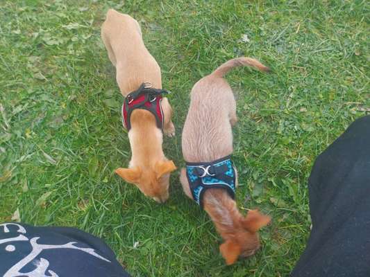 Hundegeschirr-Beitrag-Bild