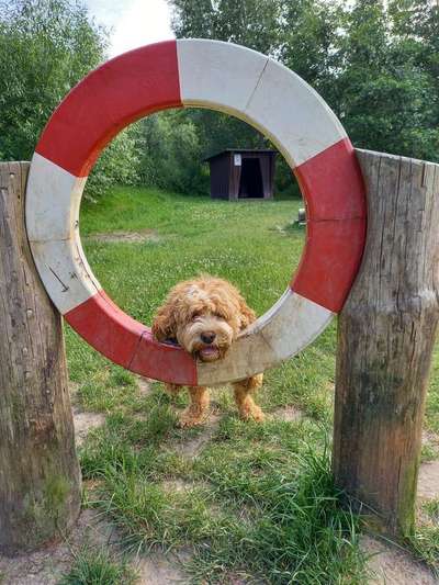 Dogorama Photo Challenge - lustigste Grimasse-Beitrag-Bild