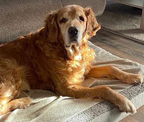 Wo sind die Golden Retriever Liebhaber?-Beitrag-Bild