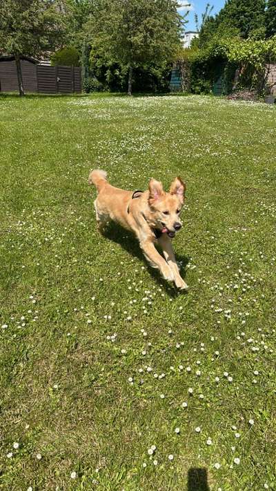 Foto Challenge Nr. 137 - Lass die Ohren fliegen-Beitrag-Bild