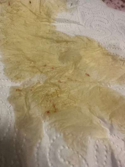 Hund Durchfall/Erbrechen mit rote Punkte-Beitrag-Bild