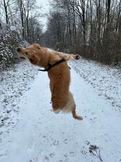 Golden Retriever-Beitrag-Bild