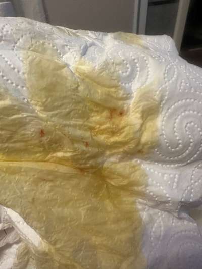 Hund Durchfall/Erbrechen mit rote Punkte-Beitrag-Bild