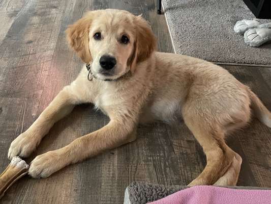 Wo sind die Golden Retriever Liebhaber?-Beitrag-Bild