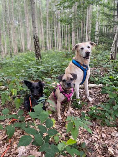 Labradorfans-Beitrag-Bild