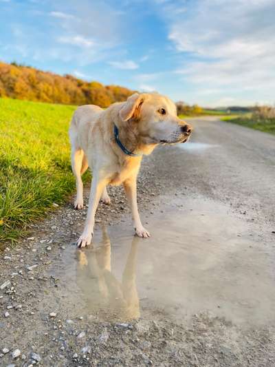 Labradorfans-Beitrag-Bild