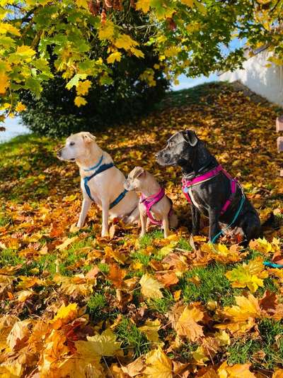 Herbst Bilder-Beitrag-Bild