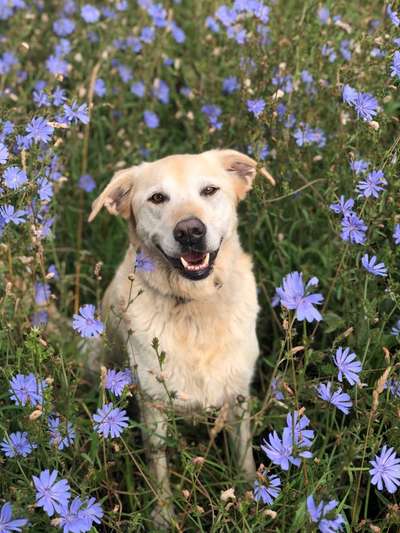 Fotochallange 63: "Dein blühendes Hündchen"-Beitrag-Bild