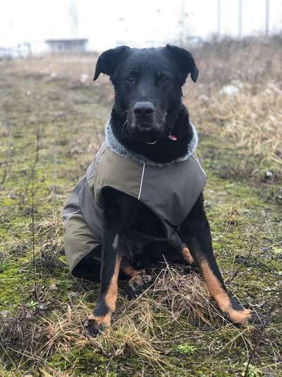 Seltene Rassen!-Beitrag-Bild