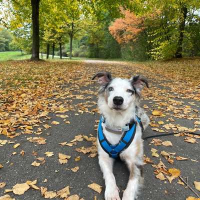 Hundetreffen-Spaziergänge und Toben-Bild