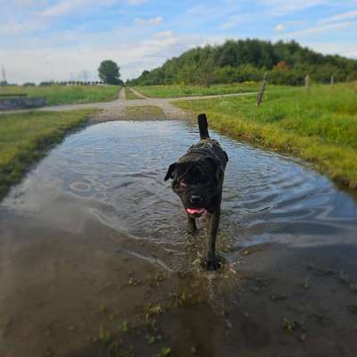 Hundetreffen-Spazierpartner für entspannte Hundebegegnungen gesucht.-Bild