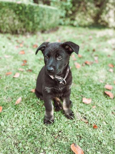 Deutsche Schäferhunde, Belgische Schäferhunde.-Beitrag-Bild