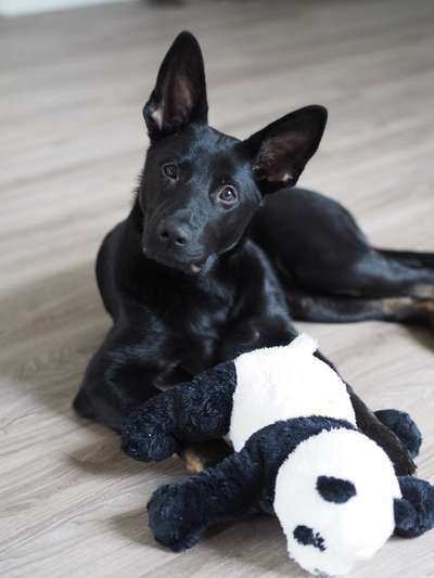 Deutsche Schäferhunde, Belgische Schäferhunde.-Beitrag-Bild