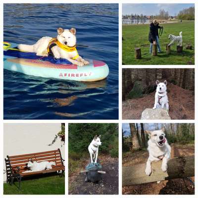 31. Collagen Challenge - Bänke/ Steine /Baumstümpfe-Beitrag-Bild