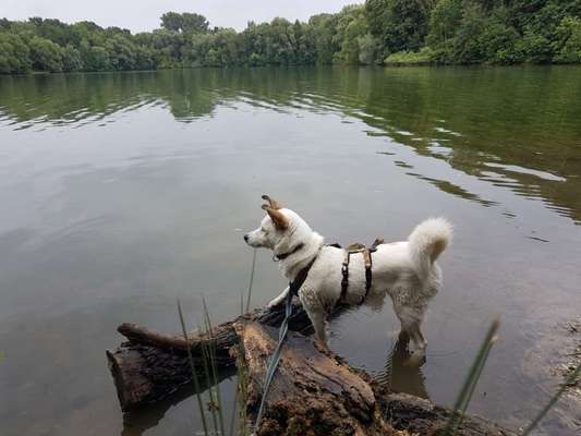 Hundeauslaufgebiet-Meschesee-Bild