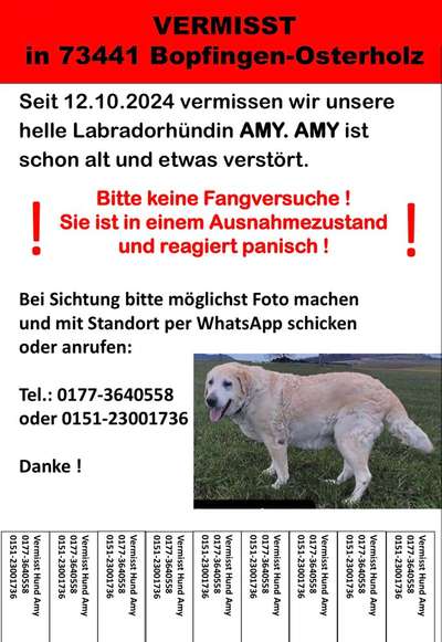 Suchmeldung-Amy-Bild