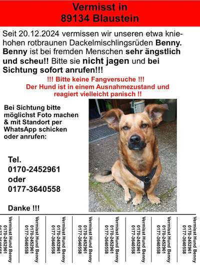 Suchmeldung-Benny-Bild