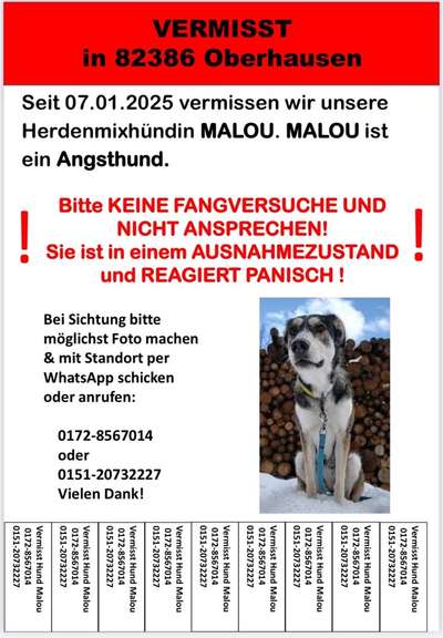 Suchmeldung-Malou-Bild