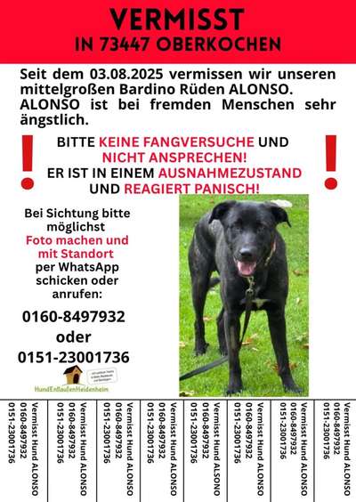 Suchmeldung-Alonso-Bild