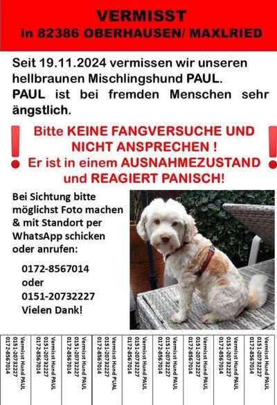 Suchmeldung-Paul-Bild