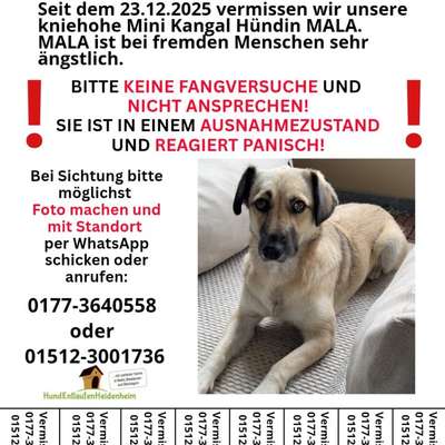 Suchmeldung-Mala-Bild