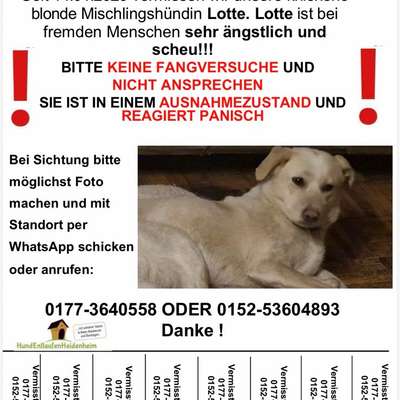 Suchmeldung-Lotte-Bild