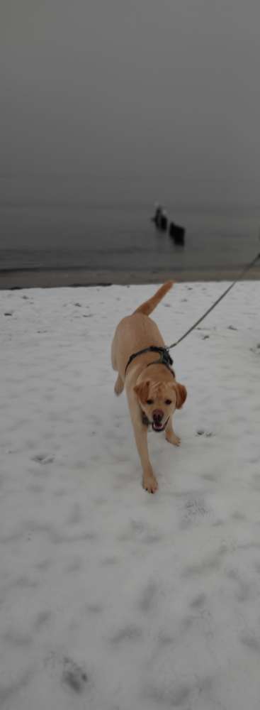 Dogorama Photo Challenge - Es wird nochmal kalt!-Beitrag-Bild