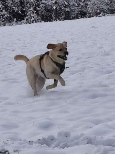 Die Dogorama Kalender Challenge Teil 2/4-Beitrag-Bild