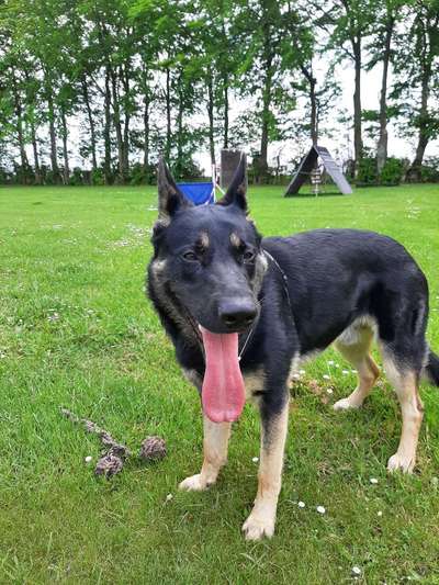 Wie wichtig ist euch das Aussehen eures Hundes?-Beitrag-Bild