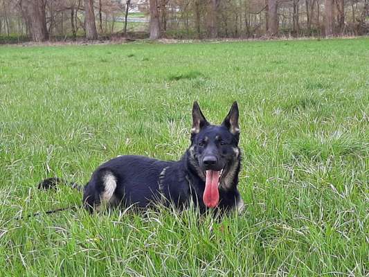 Die Dogorama Kalender Challenge Teil 3/4-Beitrag-Bild