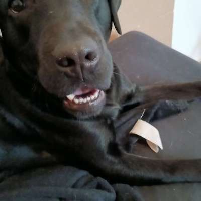 Hundetreffen-Playdate and Walk in Wedding Sprengelkiez-Bild