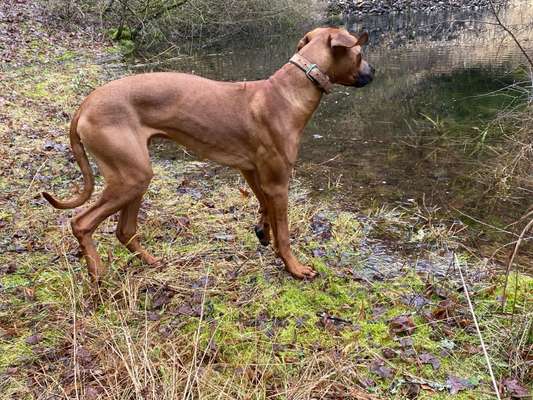 Hundetreffen-Gassi -  Spiel - Runde in Dischingen-Bild