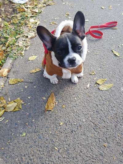 Welpen Bilder !-Beitrag-Bild