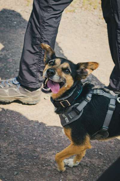 Hundetreffen-Treffen in Platten und Umgebung-Bild