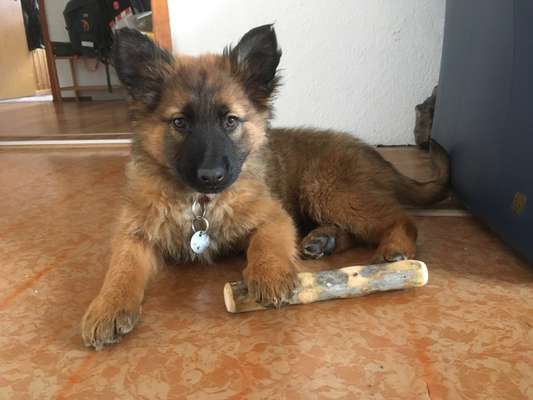 Welpen Bilder !-Beitrag-Bild