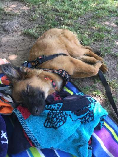 Die Dogorama Wochen Challenge: “Dein Hund im Urlaub”-Beitrag-Bild