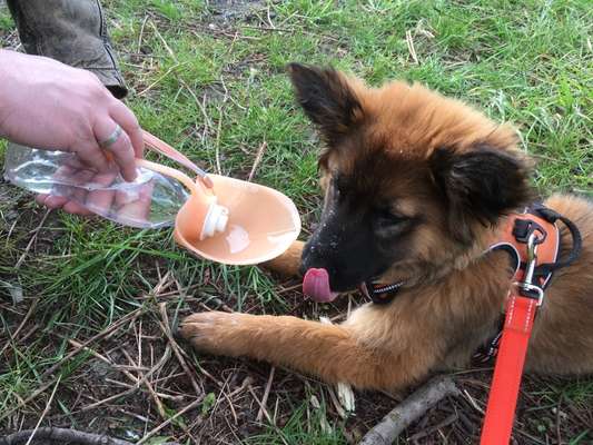 Dogorama-Monats-Challenge-Mai "Wasser"-Beitrag-Bild