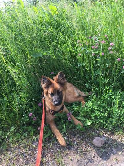 Die Dogorama Monats Challenge "Es grünt und blüht"-Beitrag-Bild