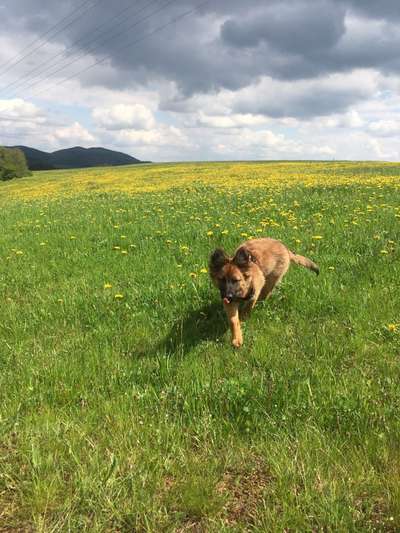 Die Dogorama Monats Challenge "Es grünt und blüht"-Beitrag-Bild