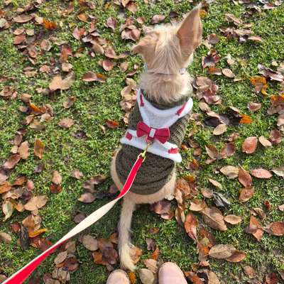 Hundetreffen-Spielen mit Lucy-Bild