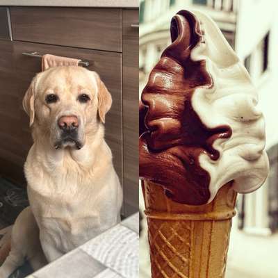 Wie heißt dein Hund?-Beitrag-Bild