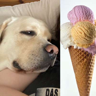 Wie heißt dein Hund?-Beitrag-Bild