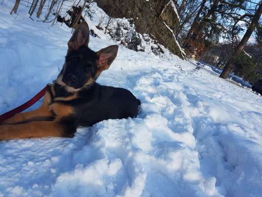 Schäferhund-Fans?-Beitrag-Bild